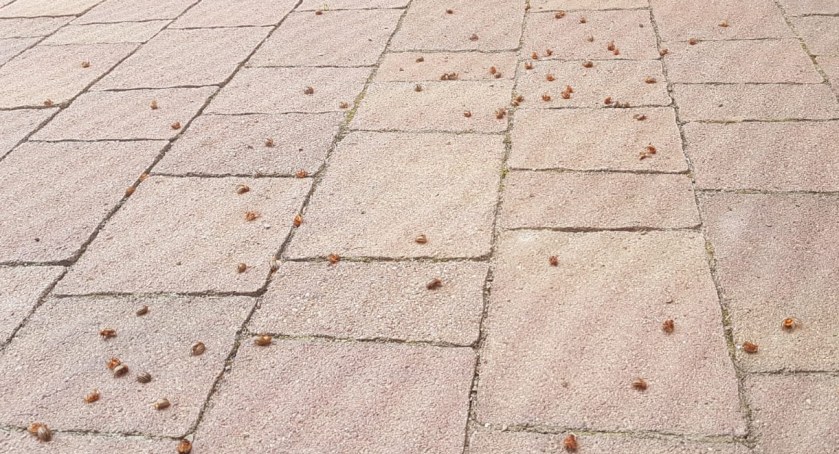 Mieszkańcy nie radzą sobie z inwazją owadów