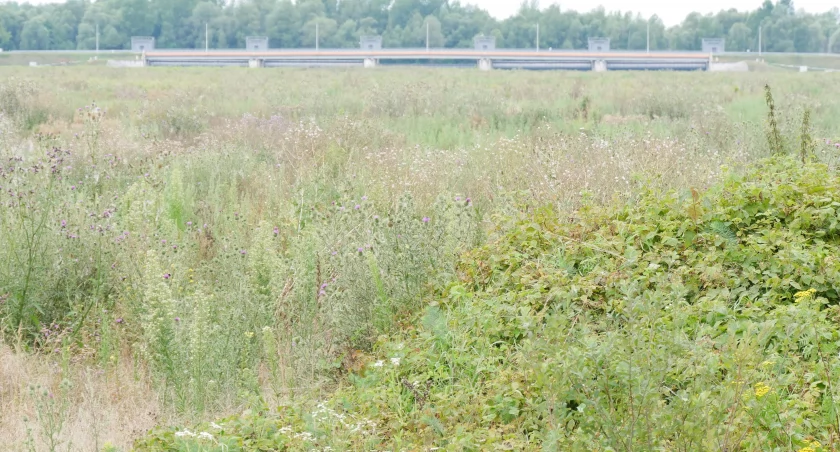 Grunty rolne leżą odłogiem i zarastają zielskiem. Na zdjęcia pola w pobliżu Białej Nyskiej 