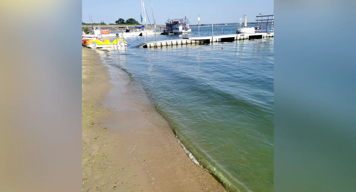 Kontrowersje, Każą płacić sinice jeziorze - zdjęcie, fotografia