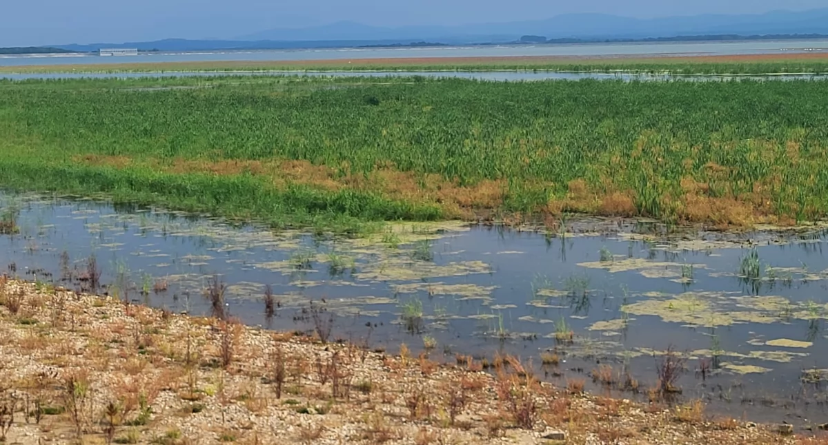 Kontrowersje, Jezioro otmuchowskie zarasta ograniczenia łowieniu nadal obowiązują - zdjęcie, fotografia