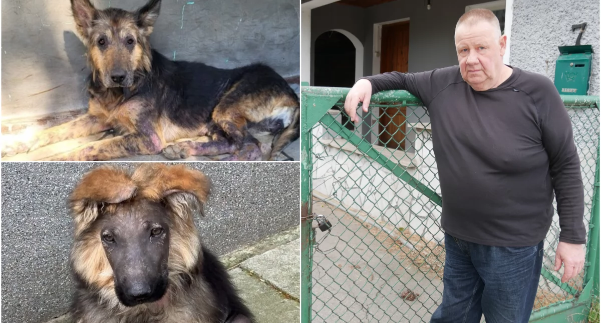 Kontrowersje, Sprawa odebranych psów Otmuchowie Właściciel oskarża obrońców zwierząt kradzież - zdjęcie, fotografia
