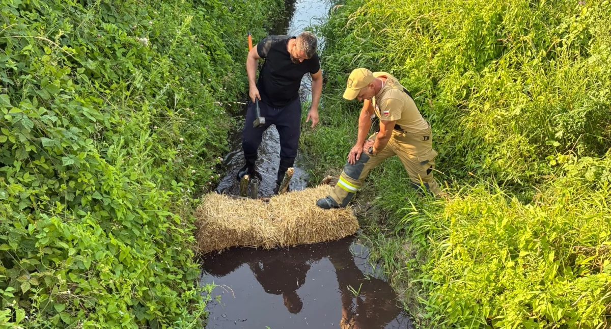 Kontrowersje, zatruł rzeczkę Kubicach Ślady prowadzą chlewni  - zdjęcie, fotografia