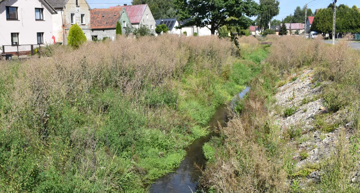 Kontrowersje, Zaniedbany Potok Bodzanowski - zdjęcie, fotografia