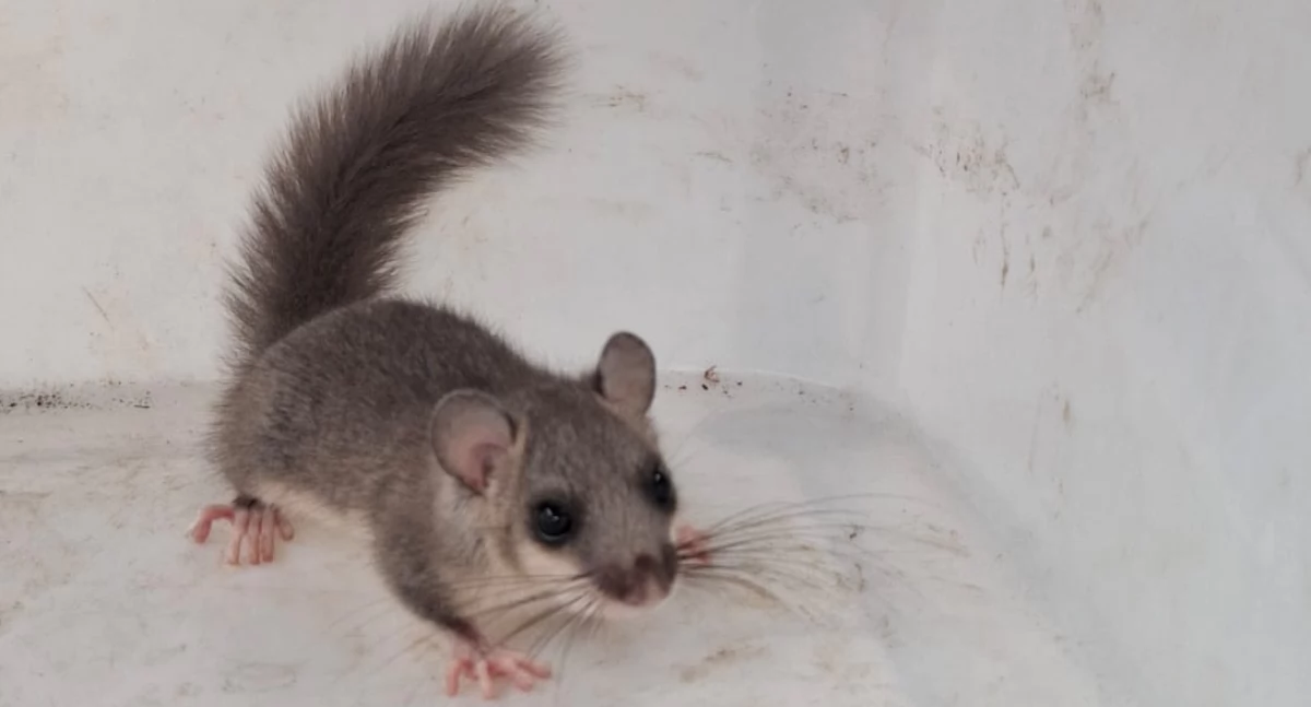 Pozostałe, Dziki gryzoń zamieszkał szafce jednym domów Jarnołtówku - zdjęcie, fotografia