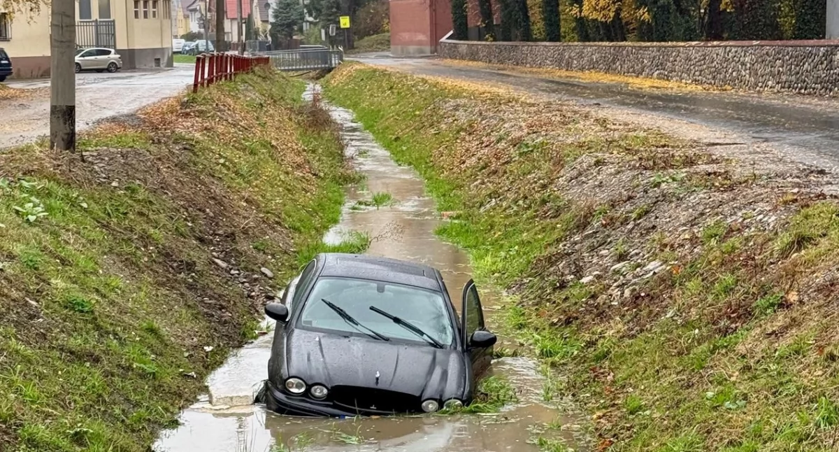Policja , Jaguarem potoku - zdjęcie, fotografia