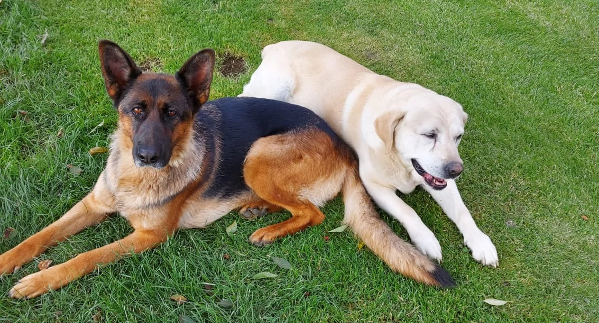 Kontrowersje, zginęły kołami Ofiary sylwestrowego strzelania - zdjęcie, fotografia
