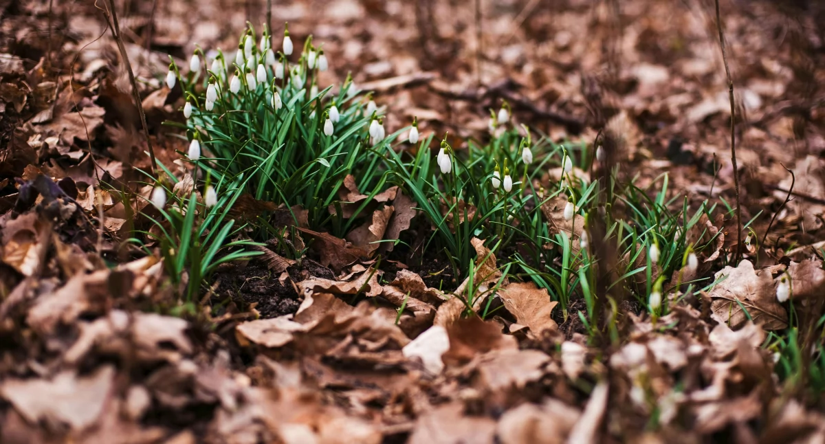 Artykuł sponsorowany, Koniec obiektywie uchwycić magię przełomu sezonów - zdjęcie, fotografia