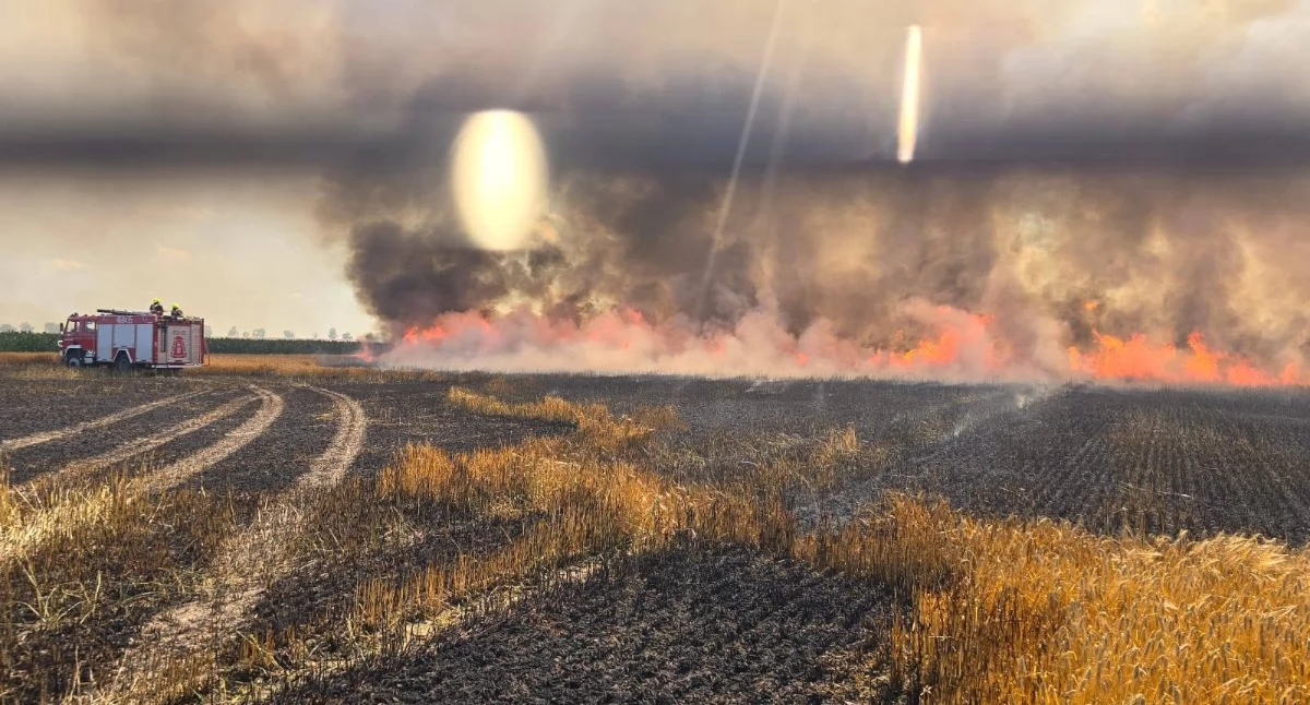 Straż Pożarna , Ogień strawił hektarów zboża - zdjęcie, fotografia
