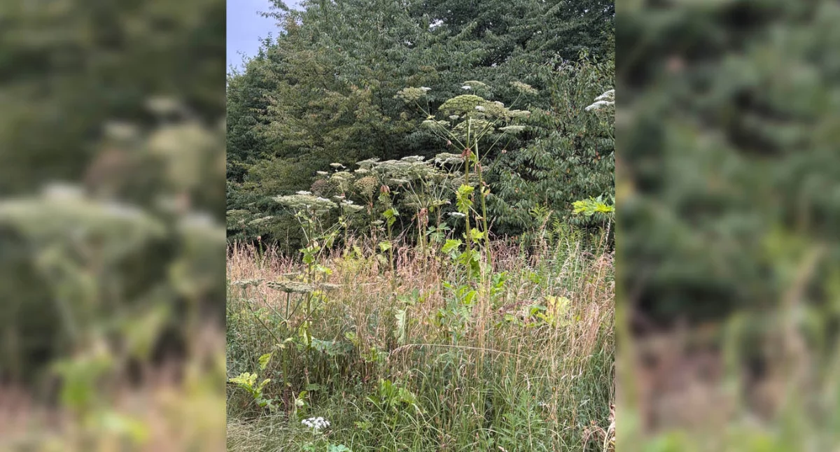 Sprawy społeczne, Niebezpieczna roślina domach! - zdjęcie, fotografia