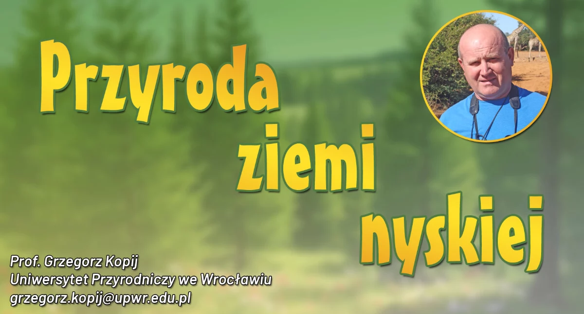 Przyroda ziemi nyskiej, Przyroda ziemi nyskiej Wilczy szaniec - zdjęcie, fotografia