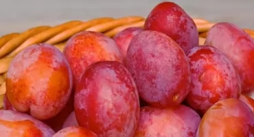 Wybór idealnego miejsca do posadzenia śliwy