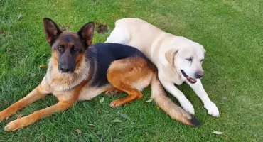 Psy zginęły pod kołami. Ofiary sylwestrowego strzelania 