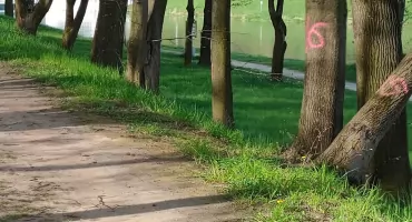 Nie będzie masowej wycinki drzew w parku zdrojowym