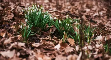 Koniec zimy w obiektywie – jak uchwycić magię przełomu sezonów