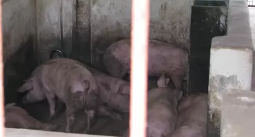 Wyroki dla właścicieli chlewni w Domaszkowicach. Winni zatruwania środowiska 